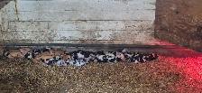 Piglets for sale - Photo 3
