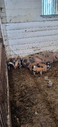 Piglets for sale - Photo 4
