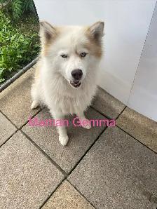 Chiot Aussi Sibérien