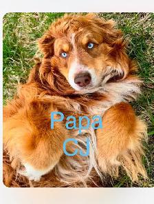 Chiot Aussi Sibérien - Photo 2
