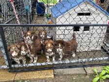 Chiot Aussi Sibérien - Photo 3