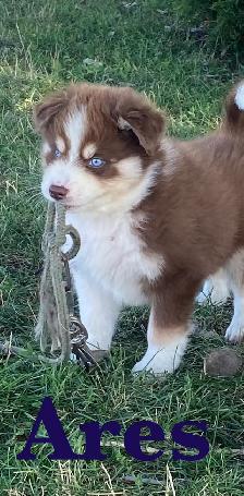 Chiot Aussi Sibérien - Photo 4