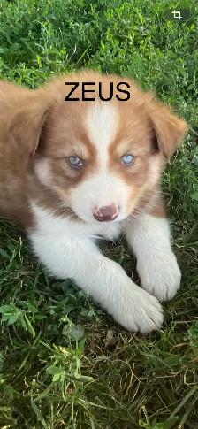 Chiot Aussi Sibérien - Photo 5