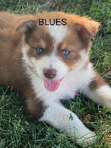 Chiot Aussi Sibérien - Photo 6