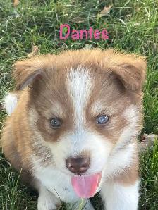 Chiot Aussi Sibérien - Photo 7