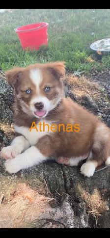 Chiot Aussi Sibérien - Photo 8
