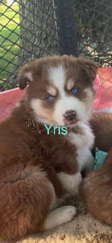 Chiot Aussi Sibérien - Photo 9