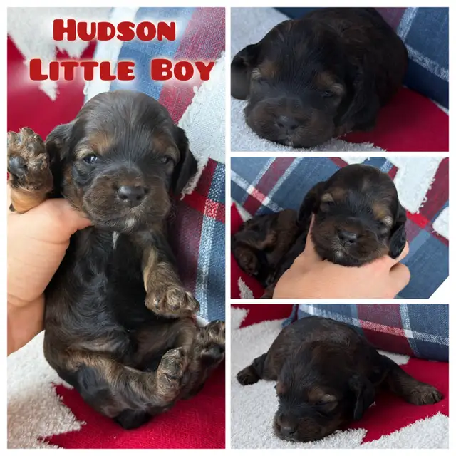 ❤️Stunning  Cockapoo Puppies ❤️