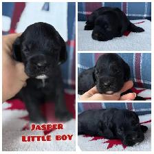 ❤️Stunning  Cockapoo Puppies ❤️ - Photo 3