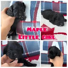 ❤️Stunning  Cockapoo Puppies ❤️ - Photo 4