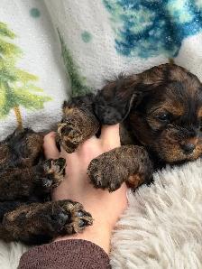 ❤️Stunning  Cockapoo Puppies ❤️ - Photo 5
