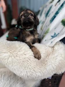 ❤️Stunning  Cockapoo Puppies ❤️ - Photo 6