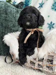 ❤️Stunning  Cockapoo Puppies ❤️ - Photo 7