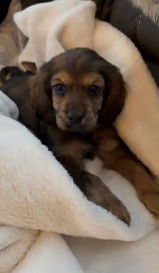 ❤️Stunning  Cockapoo Puppies ❤️ - Photo 8