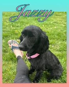 ❤️Stunning  Cockapoo Puppies ❤️ - Photo 9