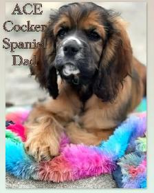 ❤️Stunning  Cockapoo Puppies ❤️ - Photo 10