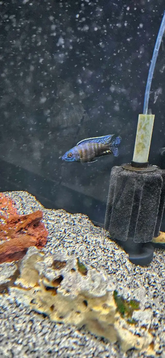 African cichlid fish