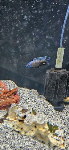 African cichlid fish