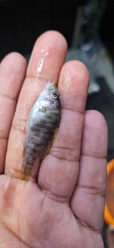 African cichlid fish - Photo 2
