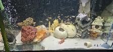 African cichlid fish - Photo 3