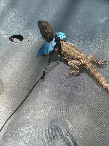 breeding - Photo 2
