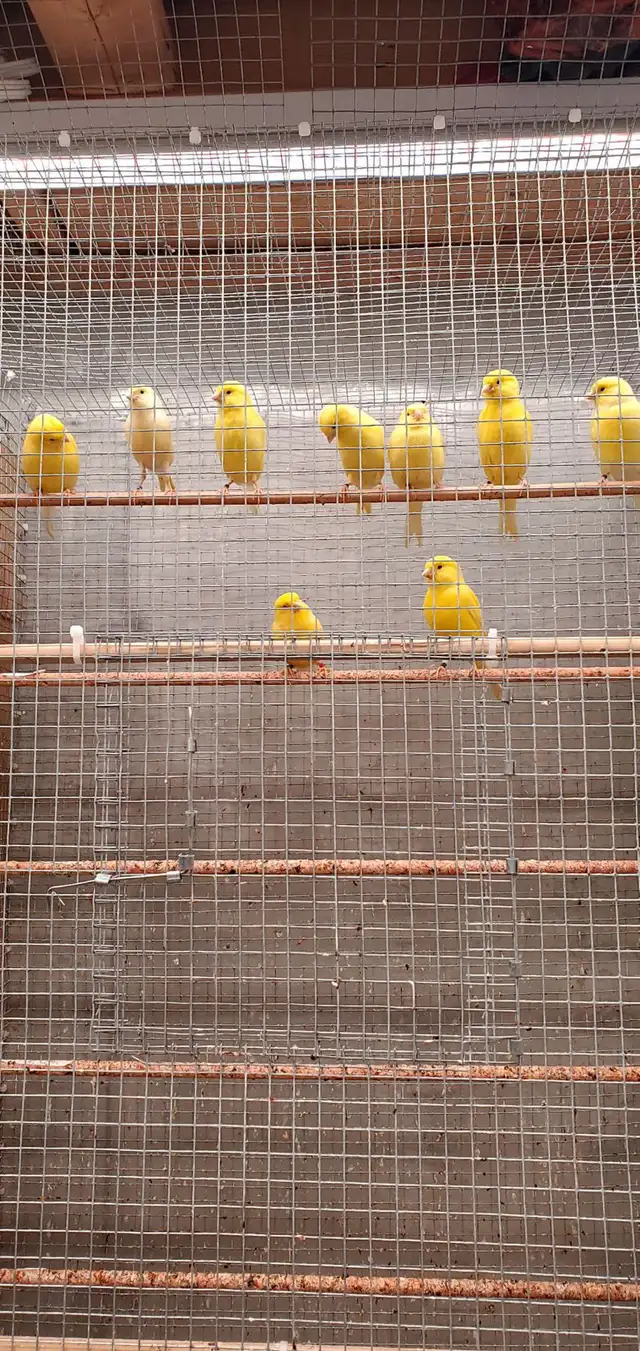 Canaries - Yellow