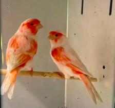 Canaries / Red Mosaic