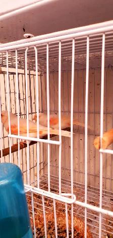 Canaries / Red Mosaic - Photo 2