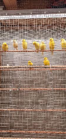 Canaries / Yellow