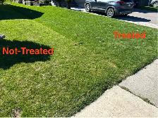weed Killer for lawn weeds - Photo 2