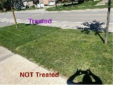 weed Killer for lawn weeds - Photo 3