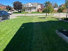 weed Killer for lawn weeds - Photo 4