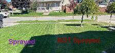 weed Killer for lawn weeds - Photo 5