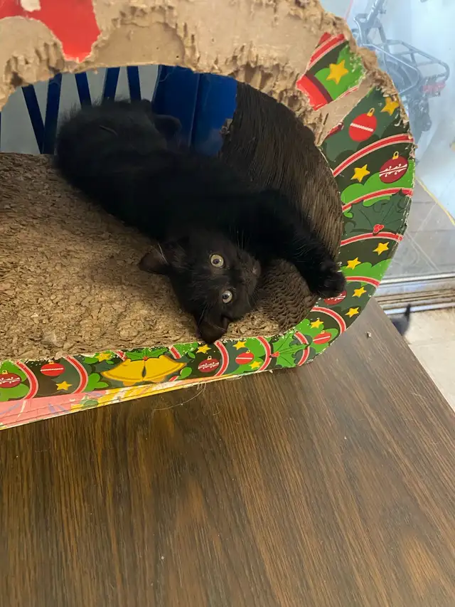 Vaccinated Black And Tuxedo kittens