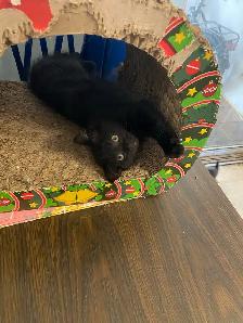 Vaccinated Black And Tuxedo kittens