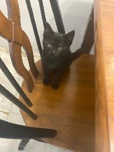 Vaccinated Black And Tuxedo kittens - Photo 2