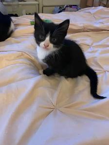 Vaccinated Black And Tuxedo kittens - Photo 3