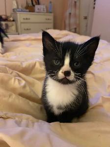 Vaccinated Black And Tuxedo kittens - Photo 4