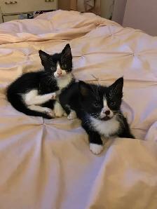 Vaccinated Black And Tuxedo kittens - Photo 5