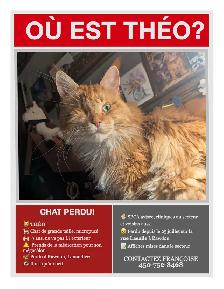 CHAT PERDU – RAWDON (secteur rue La Salle)