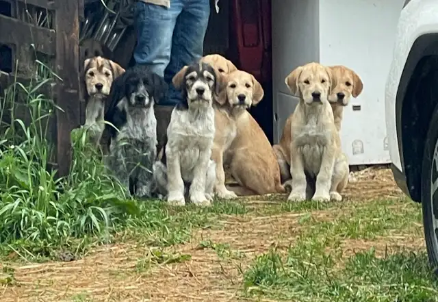 Gentle LGD farm puppies