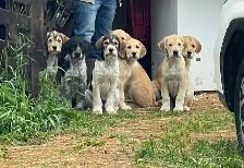 Gentle LGD farm puppies