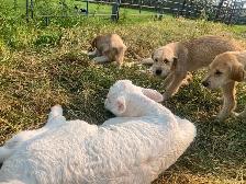 Gentle LGD farm puppies - Photo 2