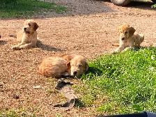 Gentle LGD farm puppies - Photo 3