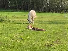 Gentle LGD farm puppies - Photo 4