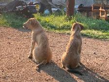 Gentle LGD farm puppies - Photo 5