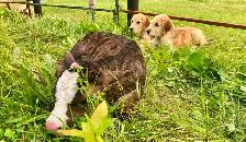 Gentle LGD farm puppies - Photo 6