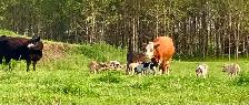 Gentle LGD farm puppies - Photo 7