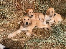 Gentle LGD farm puppies - Photo 8