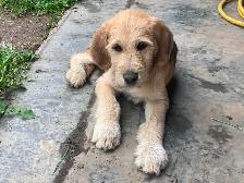 Gentle LGD farm puppies - Photo 9